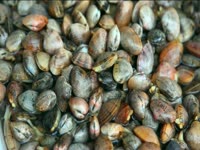 Tagged Videos: Squirting Clams thumbnail