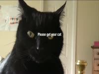 Tell Cat to Get Off My Jock thumbnail