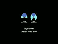 Dogs Field of Vision thumbnail