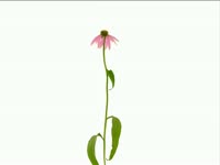Flowers Bloom Song