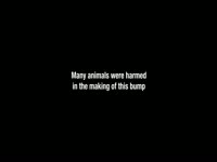 Animals Harmed Making Bump