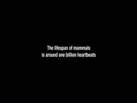 Lifespan of Mammals Heartbeats thumbnail