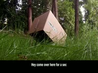 Commercial Trap