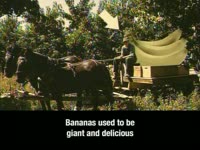 Panama Disease