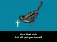 Chicago Bird Problem thumbnail