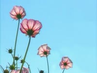 Flower Schedule thumbnail